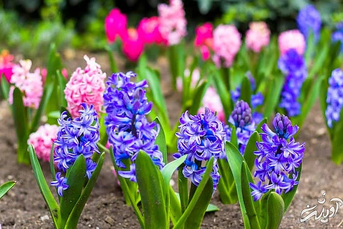 بیماری های سنبل